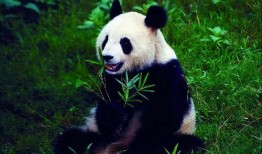 娱乐吃瓜酱大熊猫,揭秘大熊猫的趣味生活